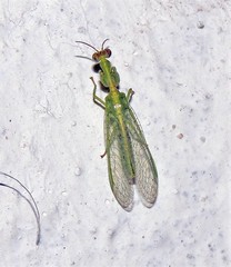 Zeugomantispa minuta