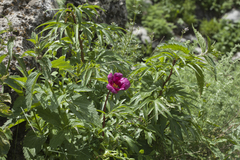 Paeonia hybrida