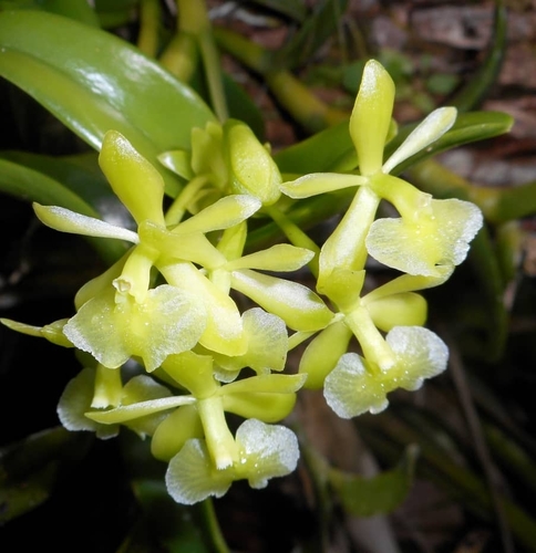Epidendrum umbelliferum