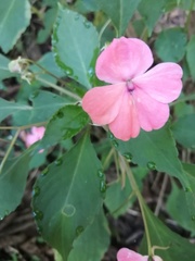 Impatiens walleriana image