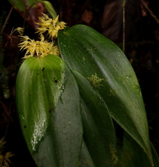 Pleurothallis ruscifolia