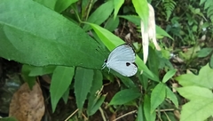 Pithecops fulgens urai