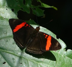 Adelpha lycorias lycorias