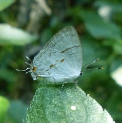 Nesiostrymon calchinia