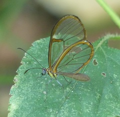 Episcada hymenaea hymenaea