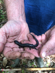 Plethodon mississippi