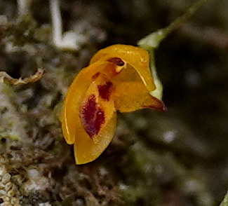 Platystele aurea