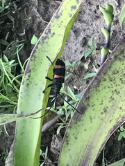 Ceroplesis orientalis