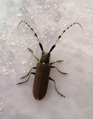 Agapanthia annularis