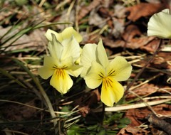 Viola eugeniae
