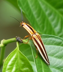 Semiotus serraticornis