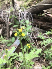 Youngia thunbergiana