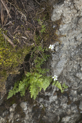 Sabulina kryloviana