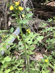 Youngia thunbergiana