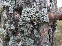 Hypogymnia farinacea
