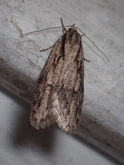 Semioscopis aurorella