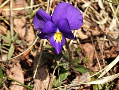 Viola eugeniae