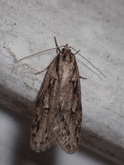Semioscopis aurorella
