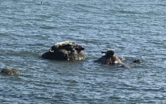 Halichoerus grypus grypus