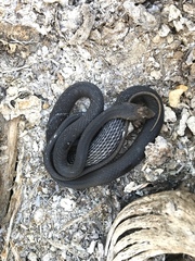 Masticophis fuliginosus