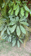 Heptapleurum actinophyllum