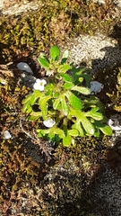 Saxifraga tridactylites
