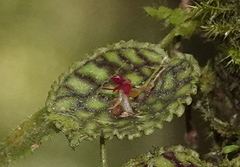 Lepanthes calodictyon