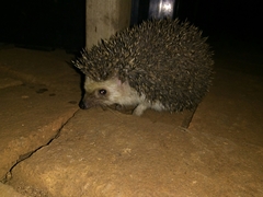 Atelerix albiventris