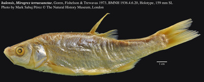 Hula bream (Mirogrex hulensis) — Cyprinidae
