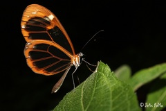 Greta morgane morgane