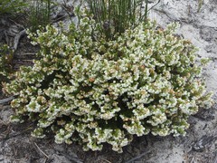 Erica subdivaricata