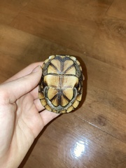 Kinosternon subrubrum