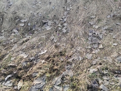 Crocus heuffelianus scepusiensis