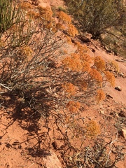 Eriogonum corymbosum