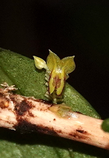 Lepanthes uribei