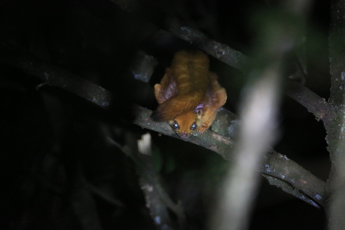 Red Giant Flying Squirrel