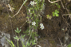 Sabulina kryloviana