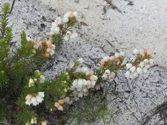 Erica subdivaricata