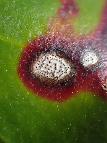 Mountain Laurel Leaf Spot