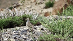 Thinocorus orbignyianus