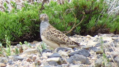 Thinocorus orbignyianus