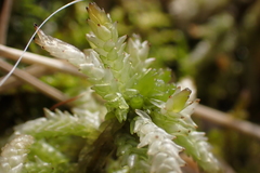 Sphagnum centrale