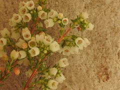 Erica subdivaricata