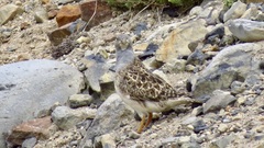 Thinocorus orbignyianus