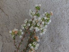 Erica subdivaricata