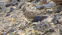 Thinocorus orbignyianus