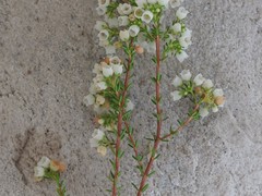 Erica subdivaricata