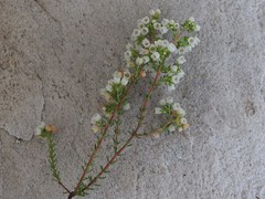 Erica subdivaricata