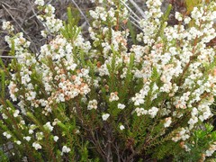 Erica subdivaricata
