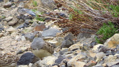 Thinocorus orbignyianus